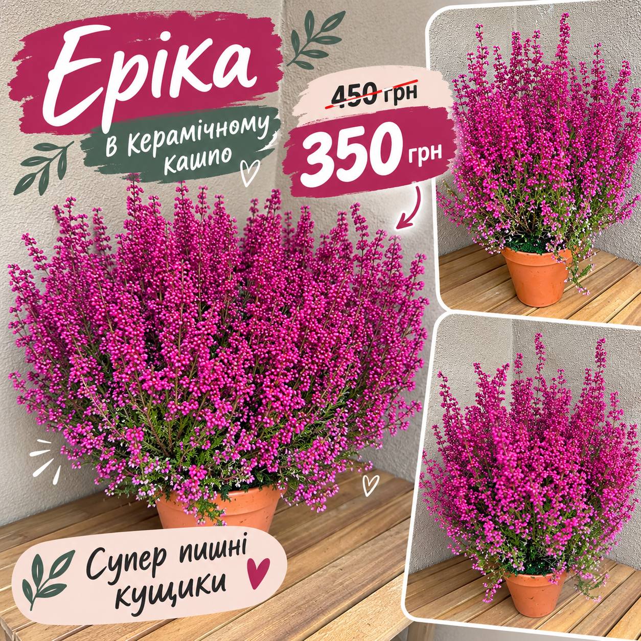 Еріка в керамічному кашпо